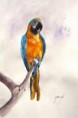 /album/galerie-de-photos-aquarelles/ara-bleu-jpg/